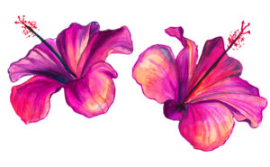 Hawaii Hibiscus Flowers